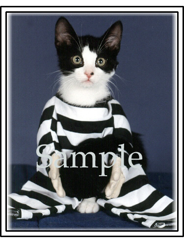 CATN02.jpg